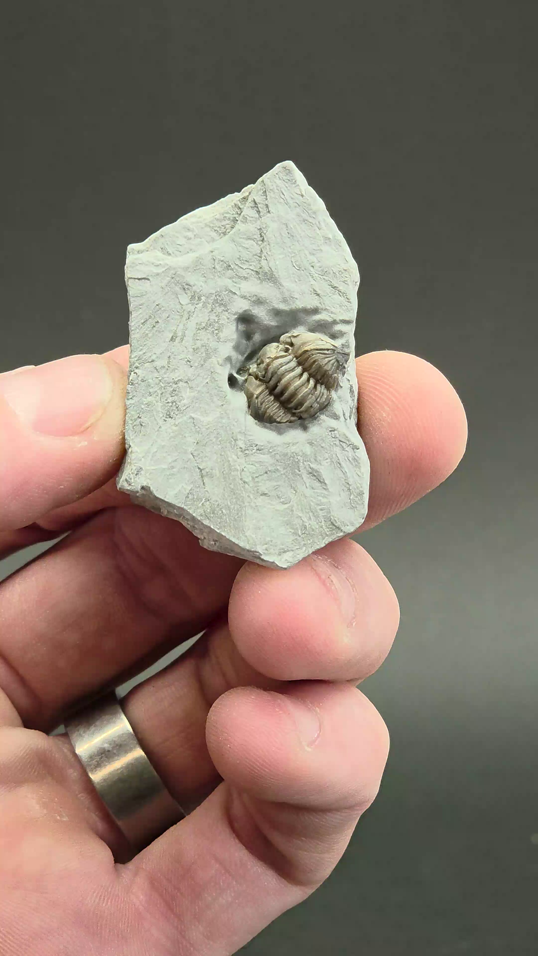 Flexicalymene retorsa Trilobite Fossil from Ohio DS2331