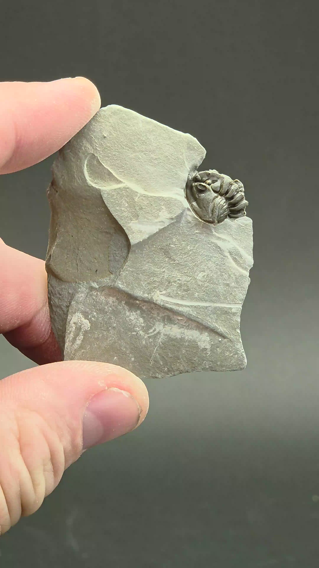 Flexicalymene retorsa Trilobite Fossil from Ohio DS2332