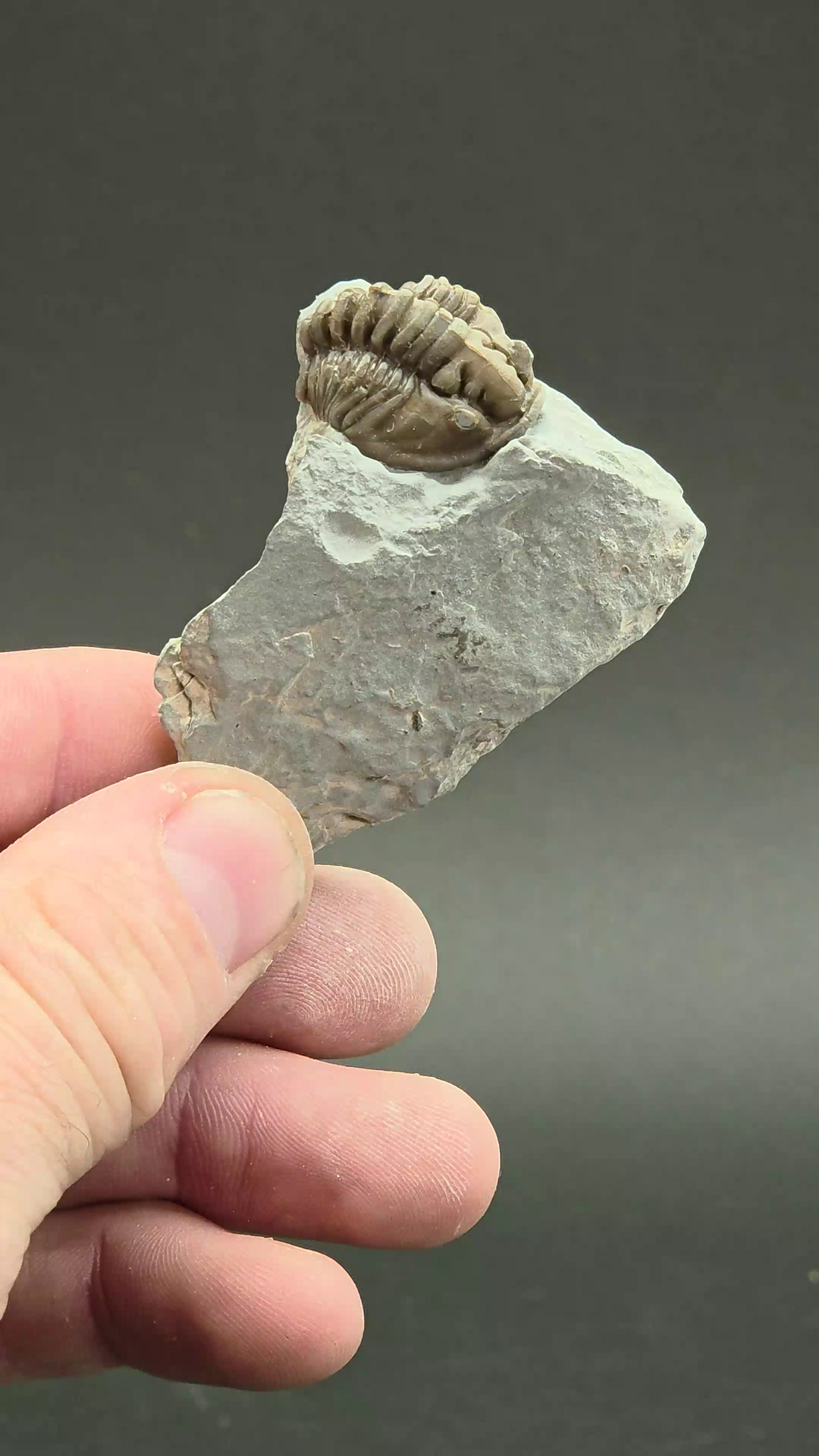 Flexicalymene retorsa Trilobite Fossil from Ohio DS2333