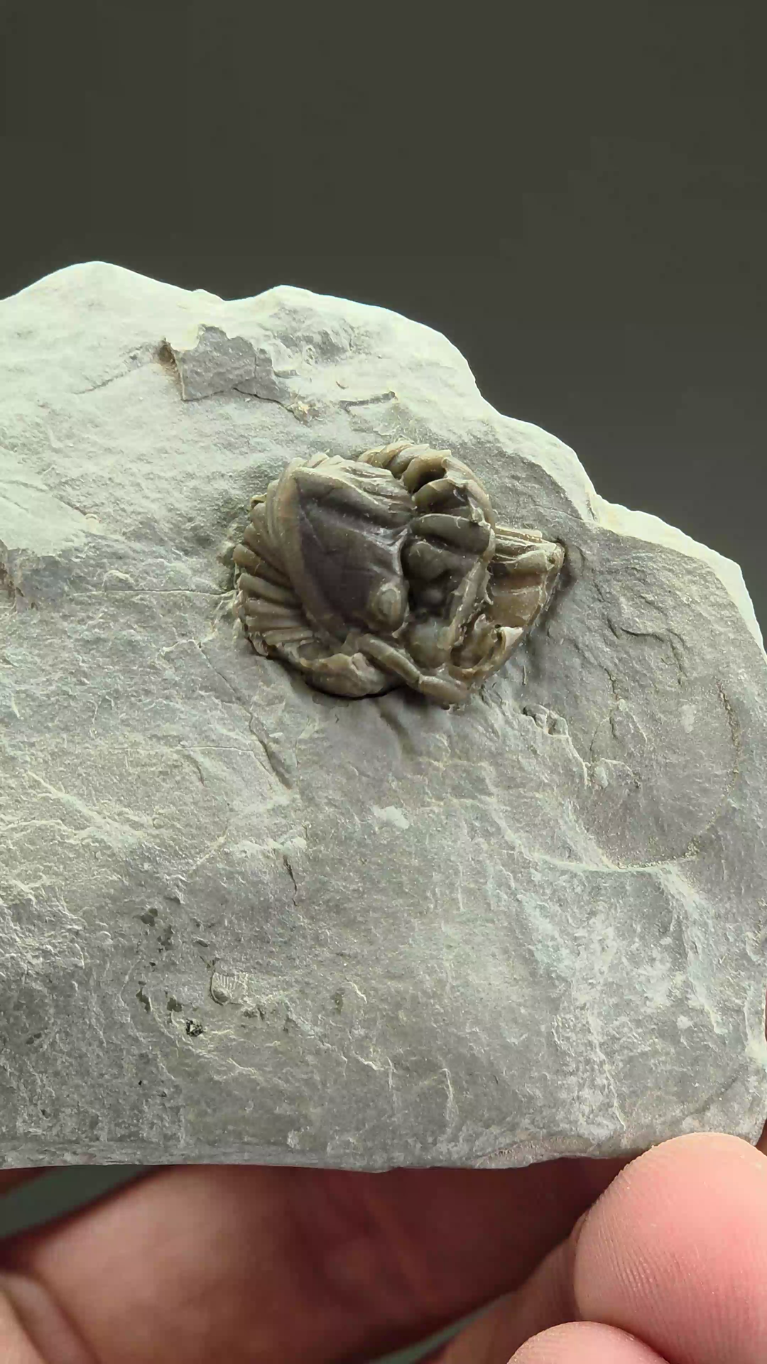 Flexicalymene retorsa Trilobite Fossil from Ohio DS2334