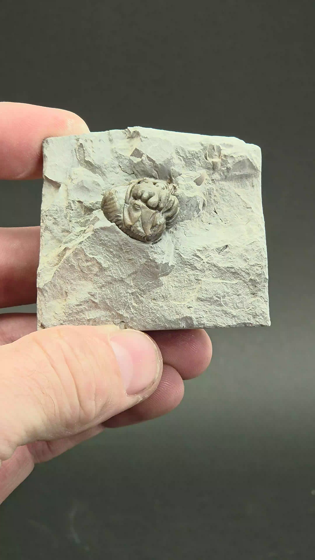 Flexicalymene retorsa Trilobite Fossil from Ohio DS2335