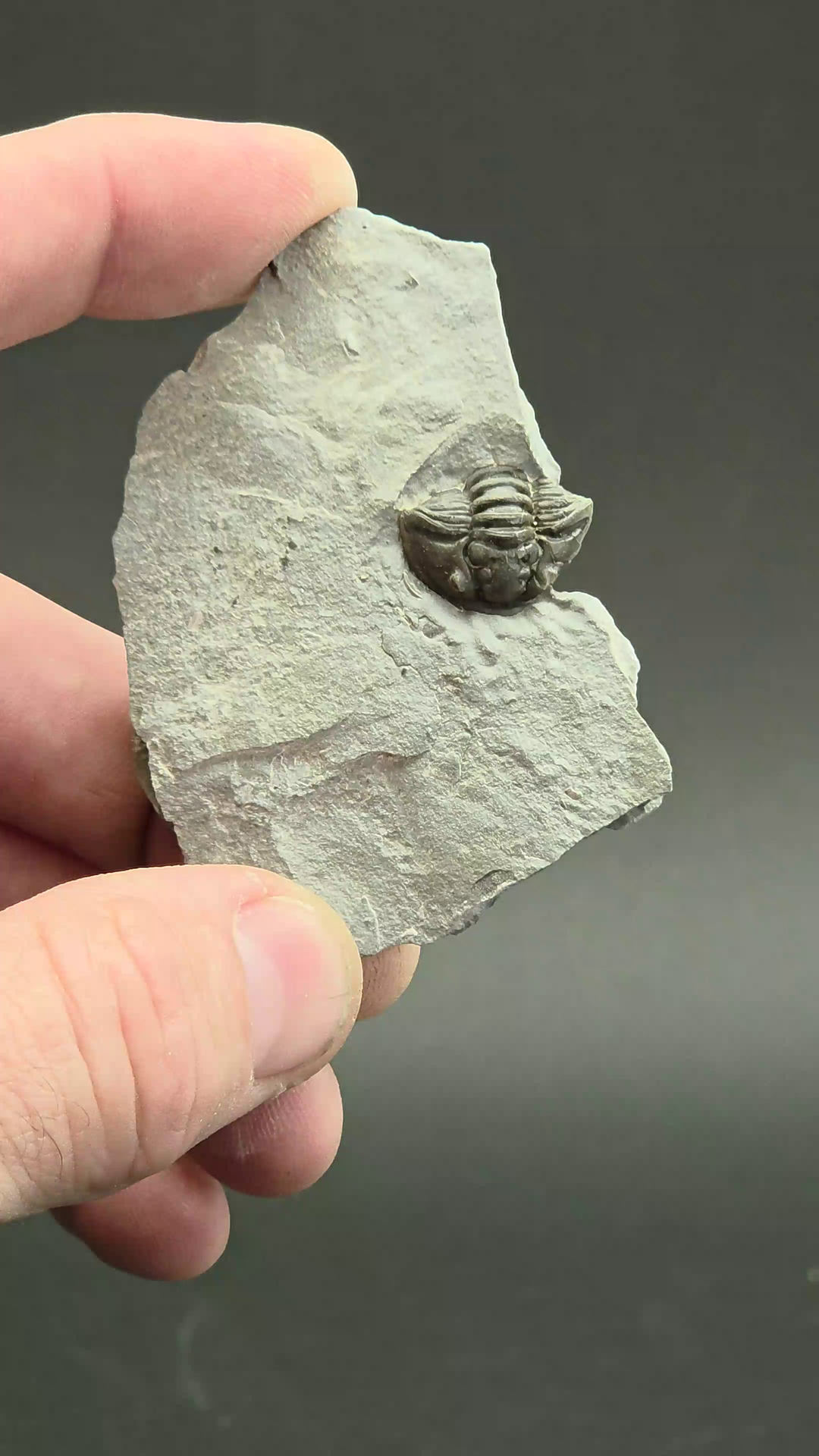 Flexicalymene retorsa Trilobite Fossil from Ohio DS2337