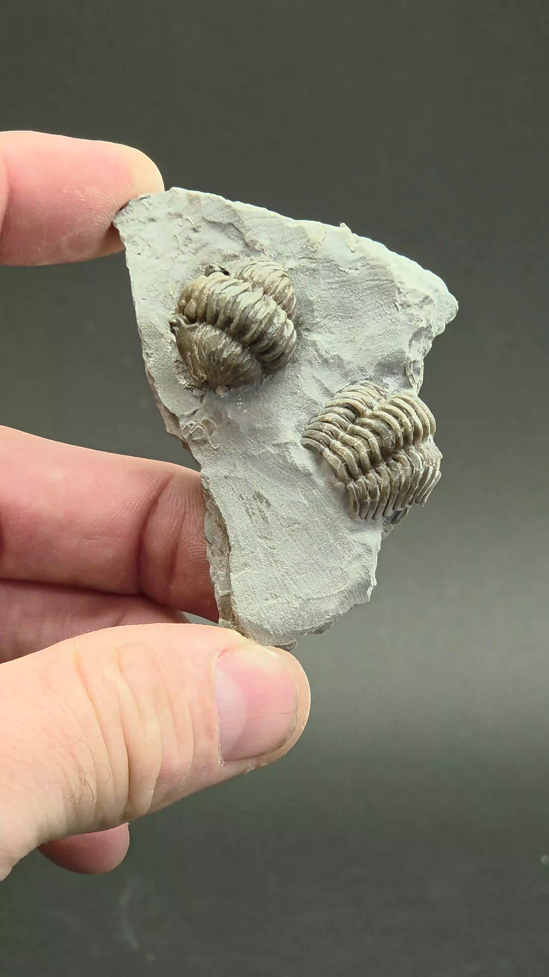 Flexicalymene retorsa Trilobite Fossil from Ohio DS3437