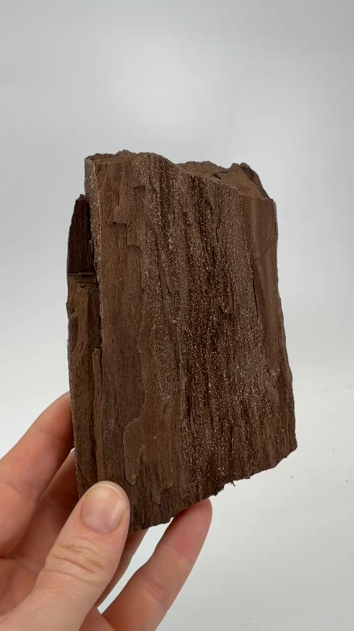 Permineralized Conifer Wood