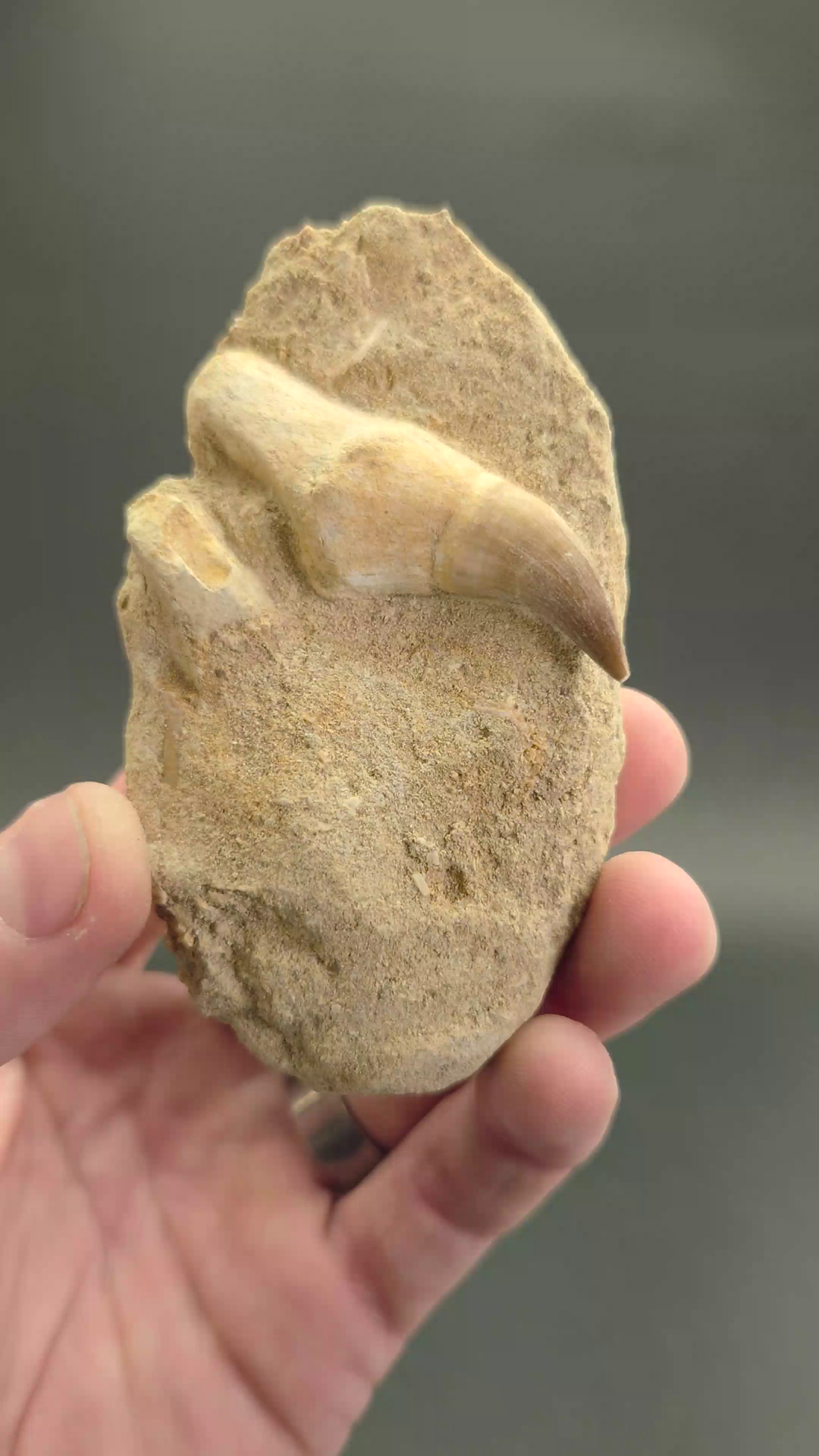 Fossil Mosasaur Tooth DX1051