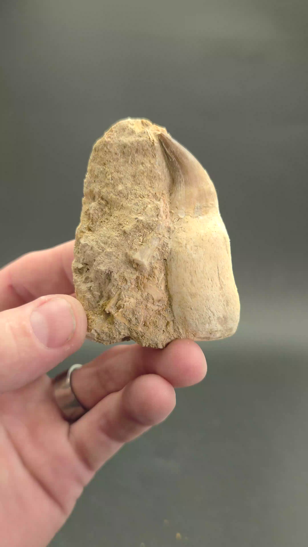 Fossil Mosasaur Tooth DX1055