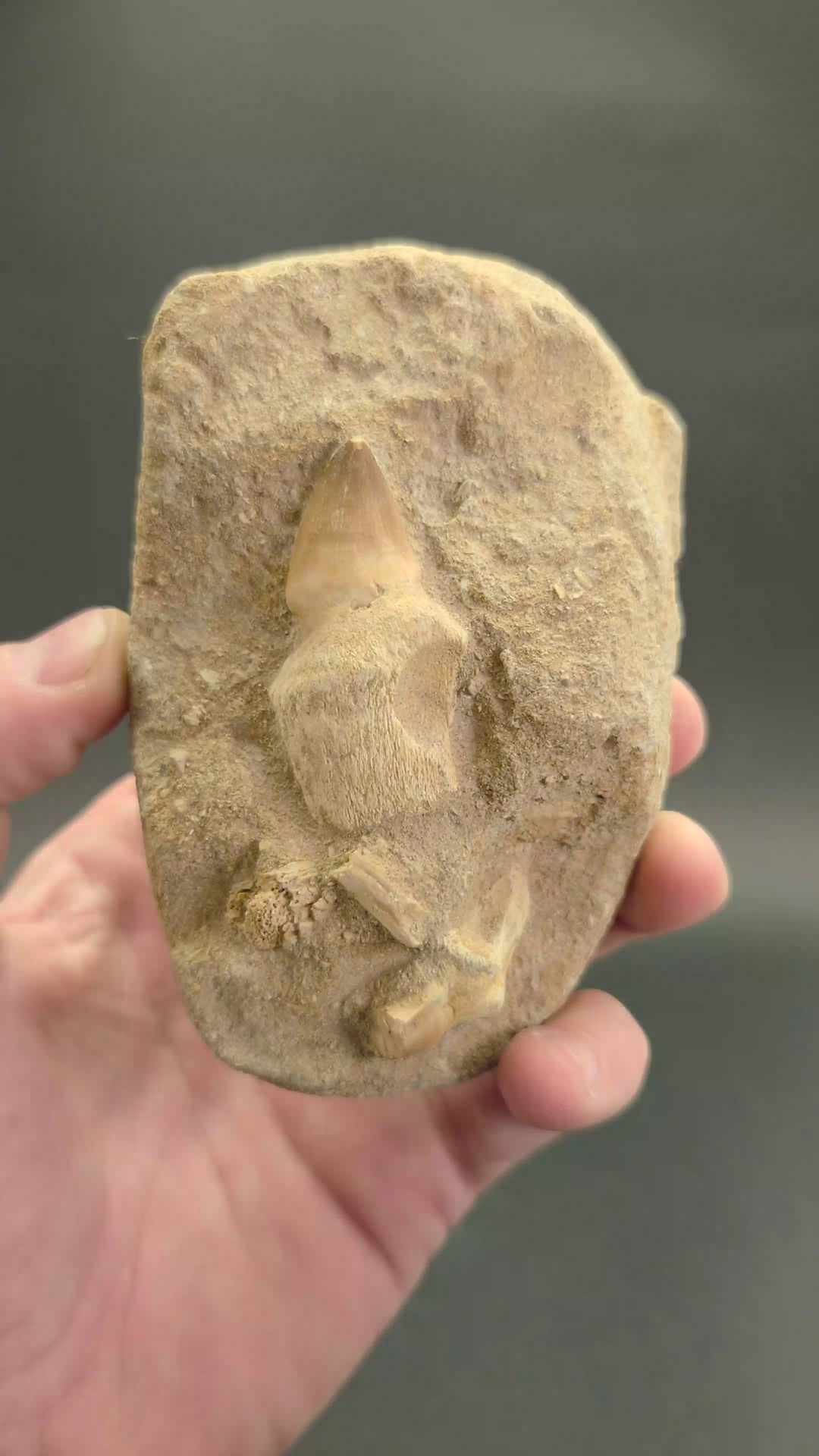 Fossil Mosasaur Tooth DX1056