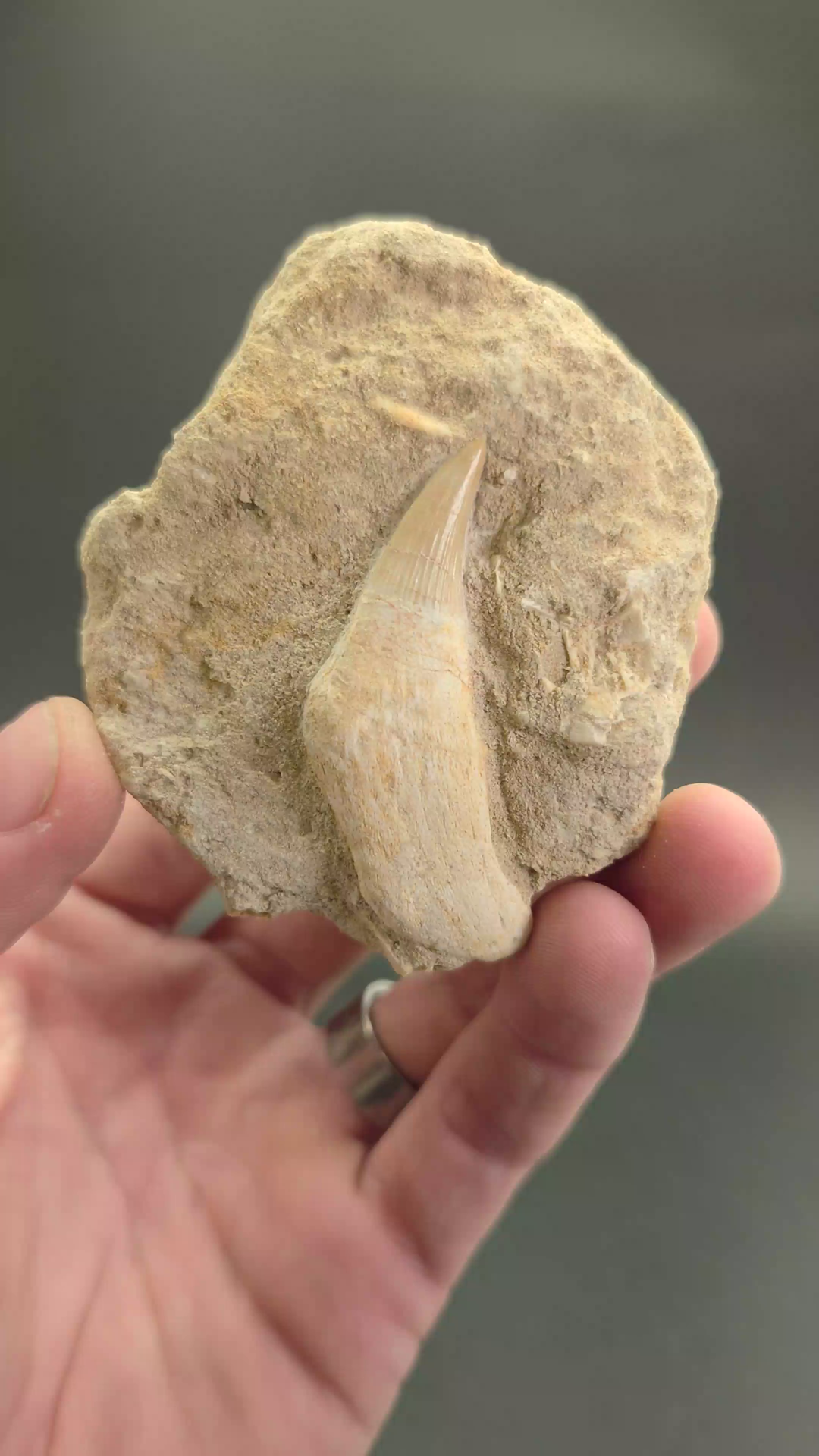Fossil Mosasaur Tooth DX1057