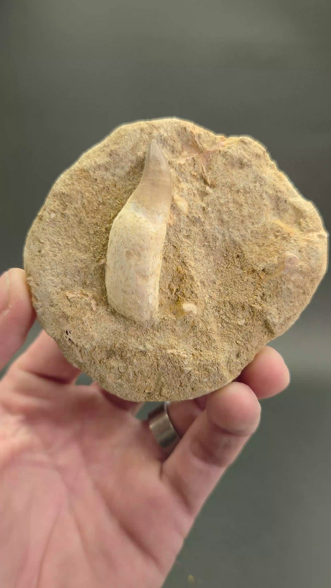 Fossil Mosasaur Tooth DX1058