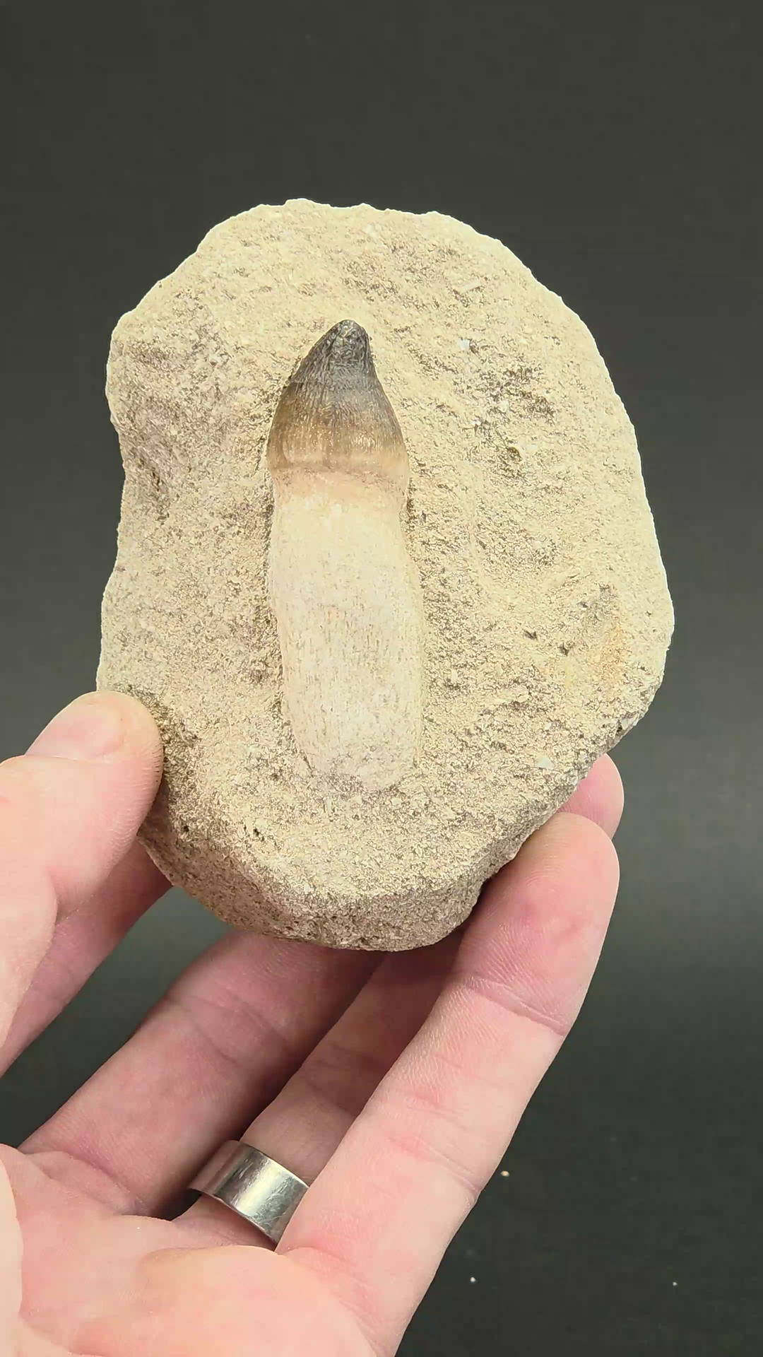Fossil Mosasaur Tooth (Globidens aegypticus) DX1059