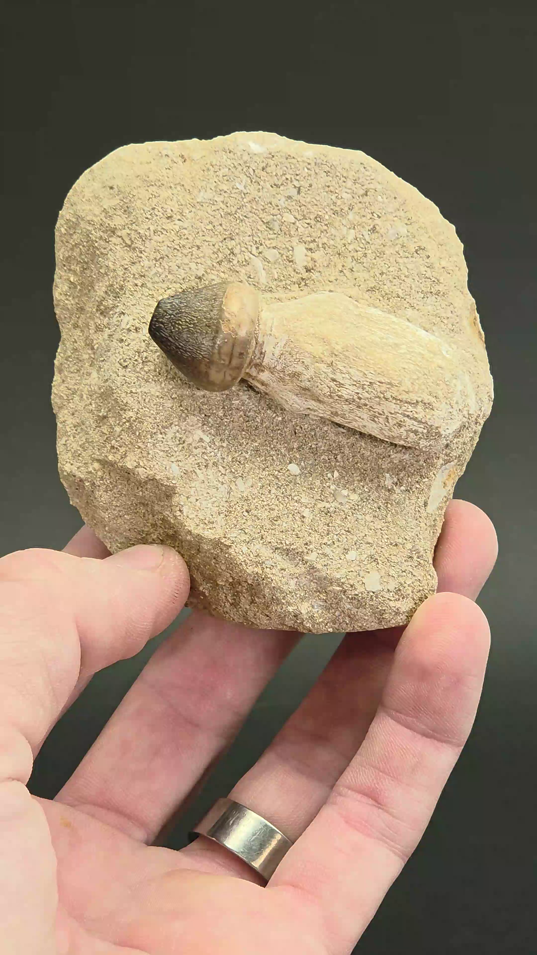 Fossil Mosasaur Tooth (Globidens aegypticus) DX1060