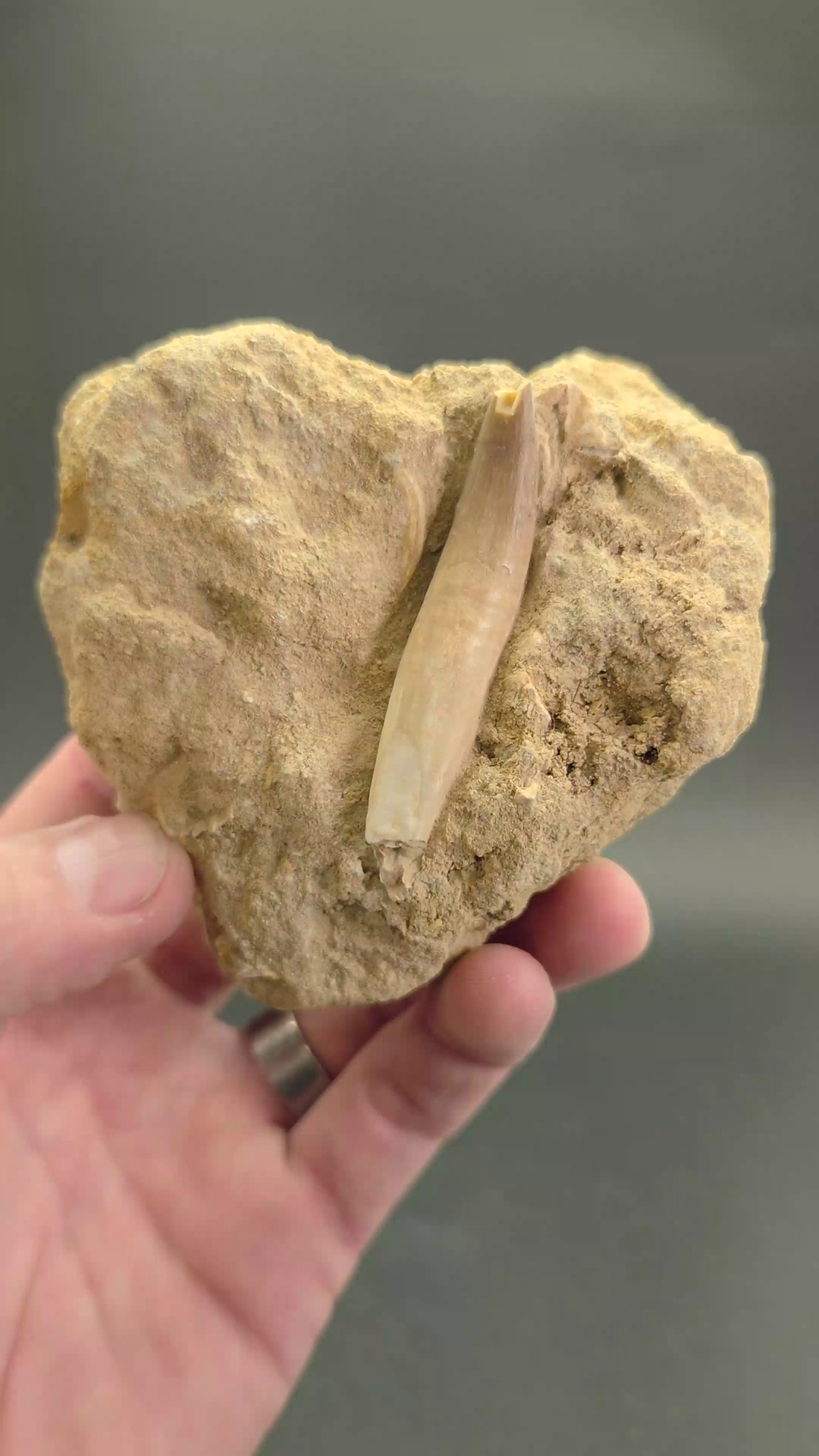 Fossil Mosasaur Tooth DX1061