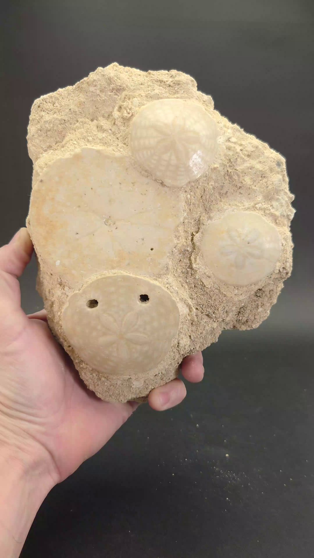 Fossilized Scutella paulensis Grouping DX2808