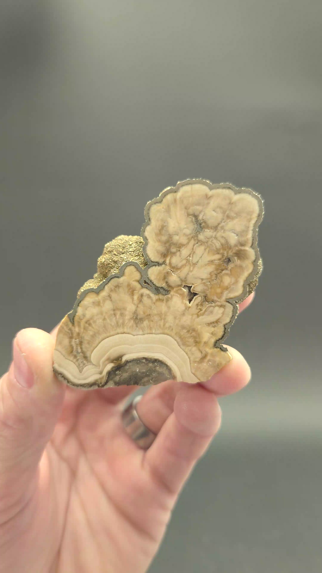 Polish Barite with Marcasite Semi-Polished