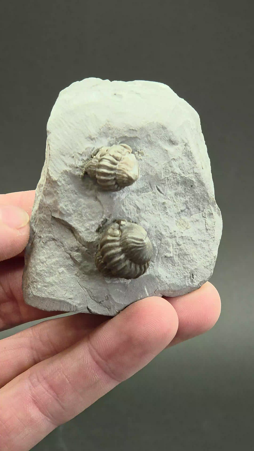 Flexicalymene retorsa Trilobite Fossil from Ohio DX3438