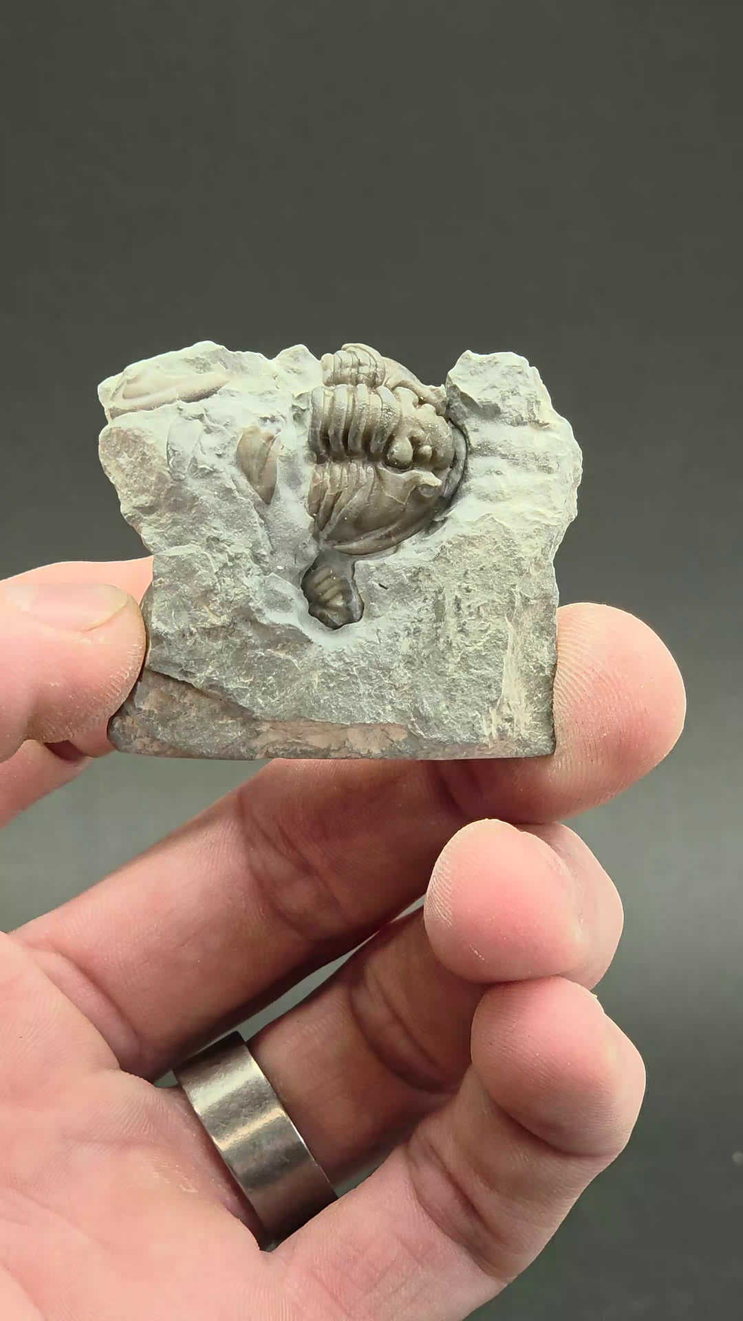Flexicalymene retorsa Trilobite Fossil from Ohio DX3441