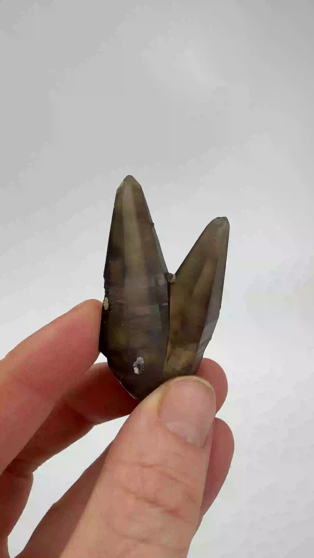 Smoky Quartz Tessin Habit from Namibia DX3525