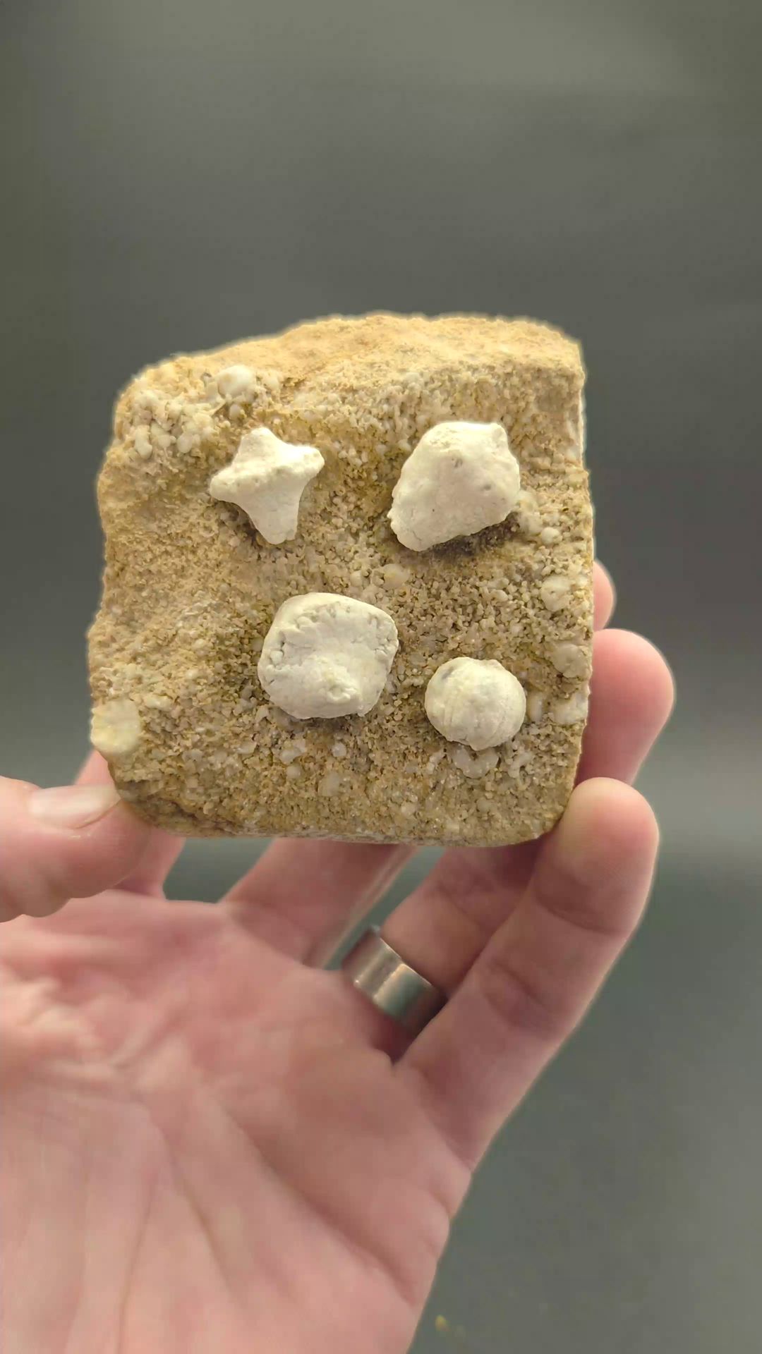 Crinoid and Blastoid Fossil Plate from Iowa DX3735
