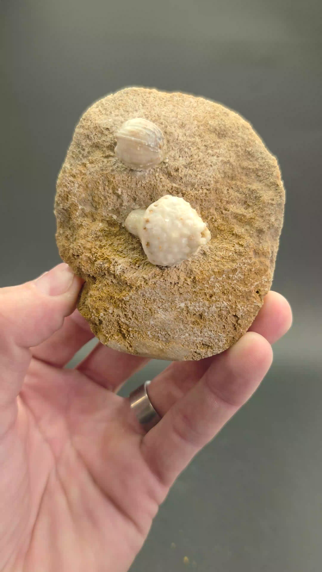 Crinoid and Blastoid Fossil Plate from Missouri DX3736