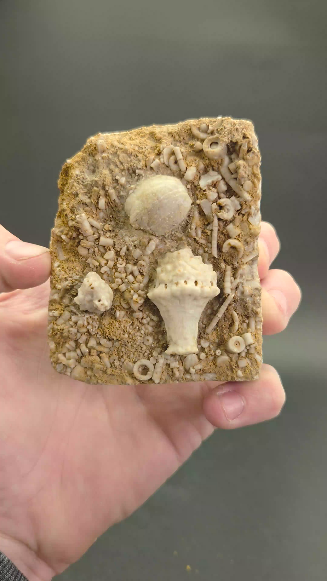 Crinoid and Blastoid Fossil Plate from Missouri DX3737