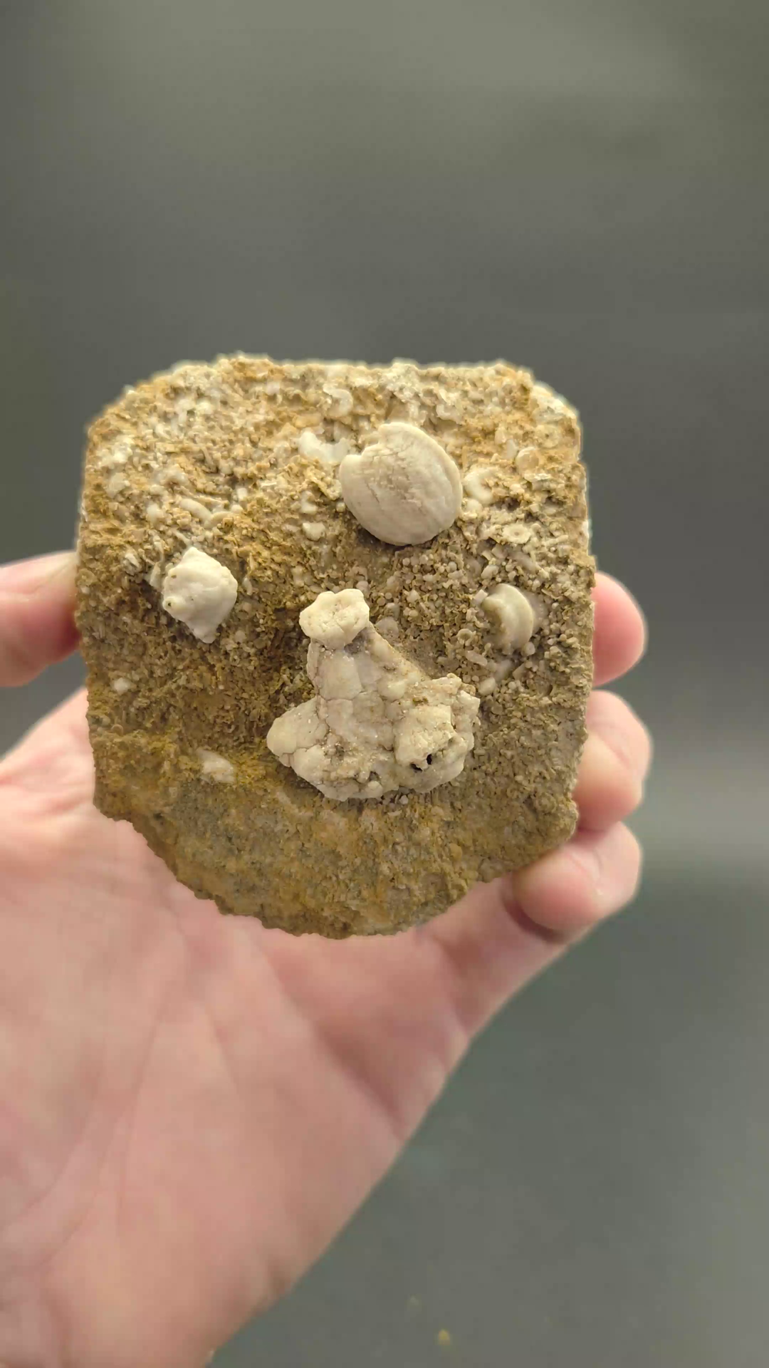 Crinoid and Blastoid Fossil Plate from Missouri DX3738