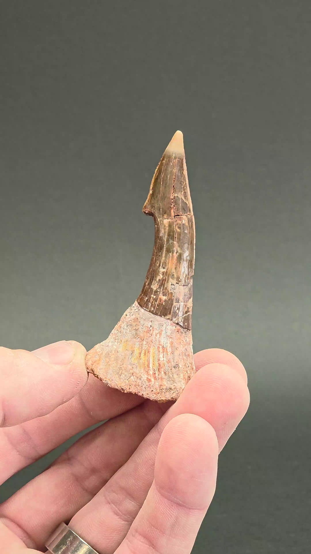 Oncopristus Rostral Barb Fossil DX3865