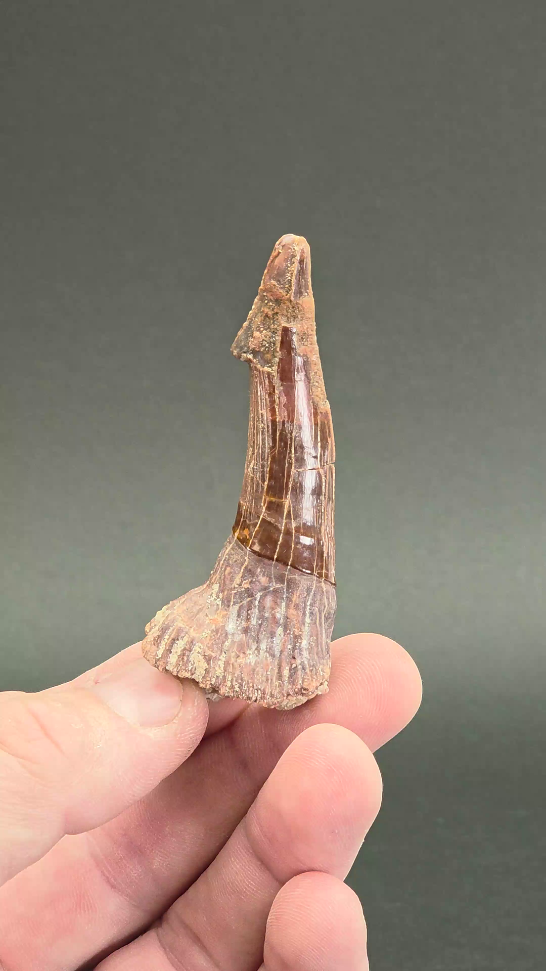 Oncopristus Rostral Barb Fossil DX3871