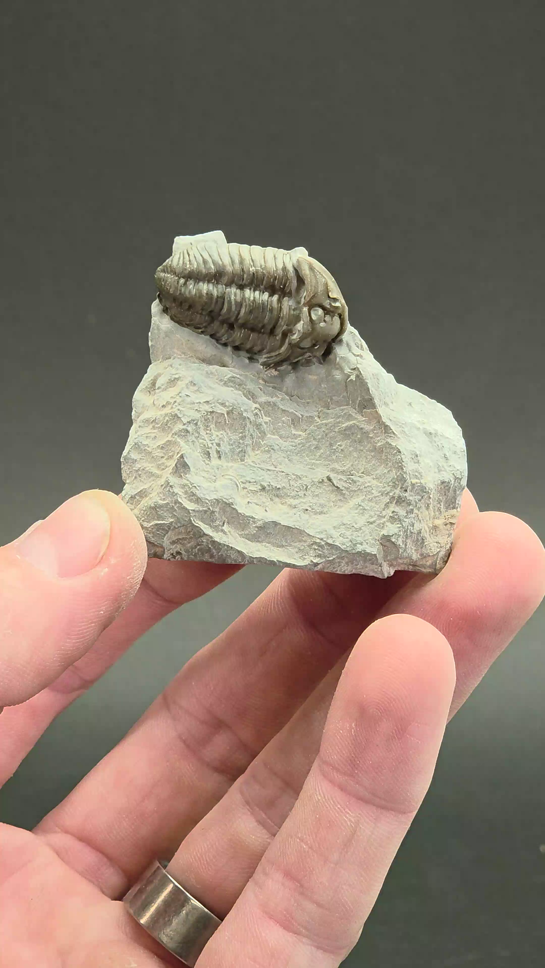 Flexicalymene retorsa Trilobite Fossil from Ohio DX3935