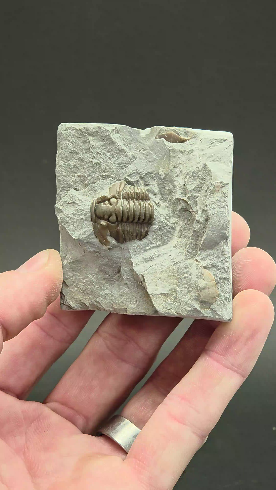 Flexicalymene retorsa Trilobite Fossil from Ohio DX3937