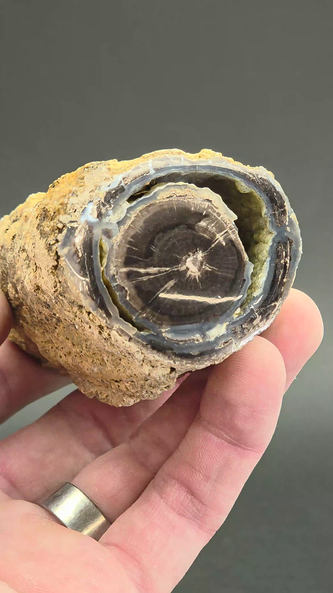 Blue Forest Petrified Wood DX4865
