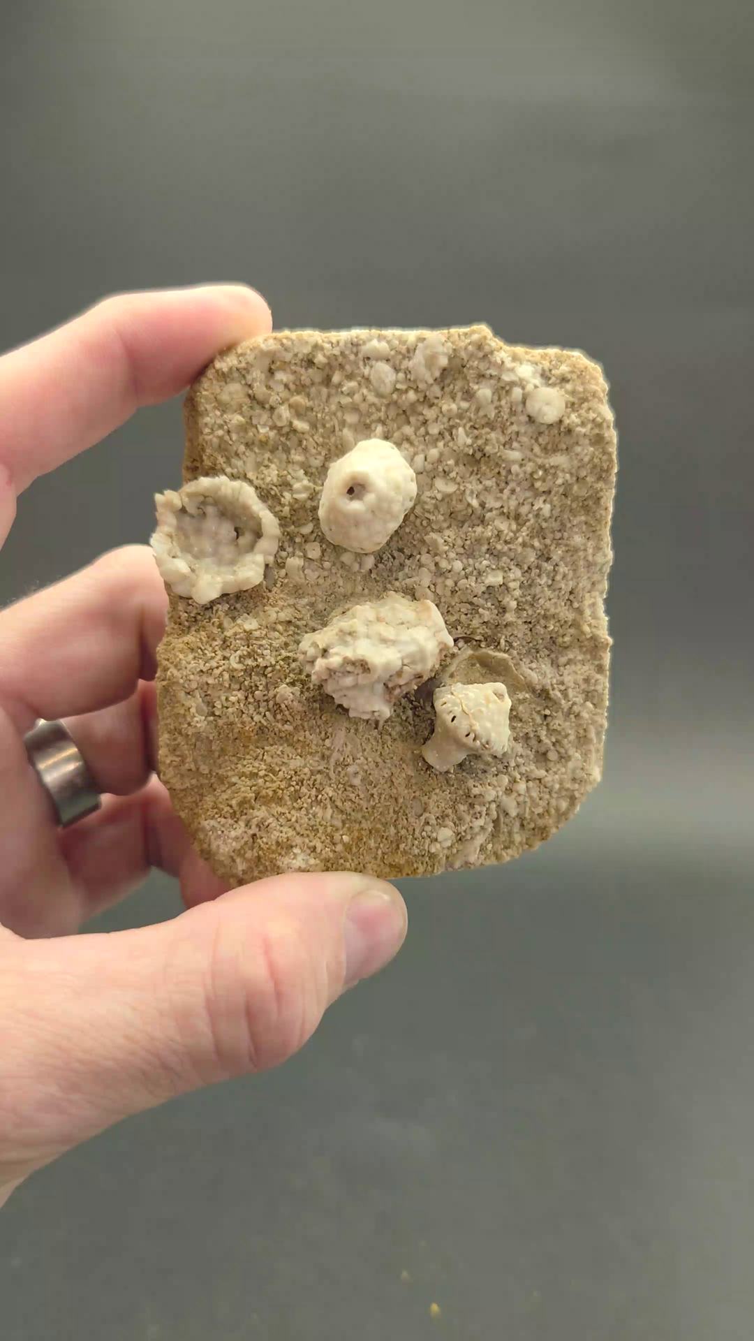 Crinoid and Blastoid Fossil Plate from Missouri TF1248