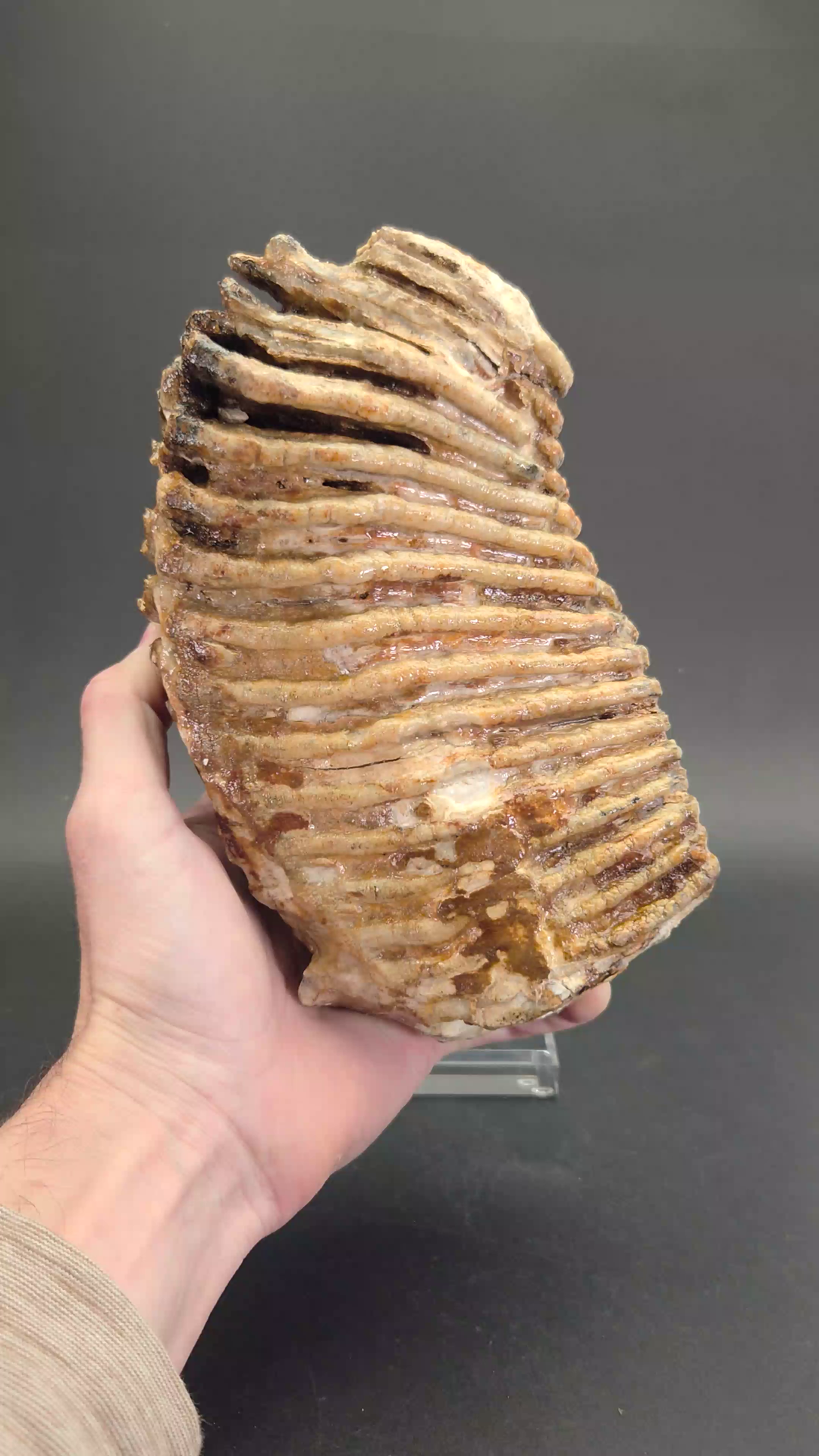 Fossil Siberian Woolly Mammoth Molar TF1485