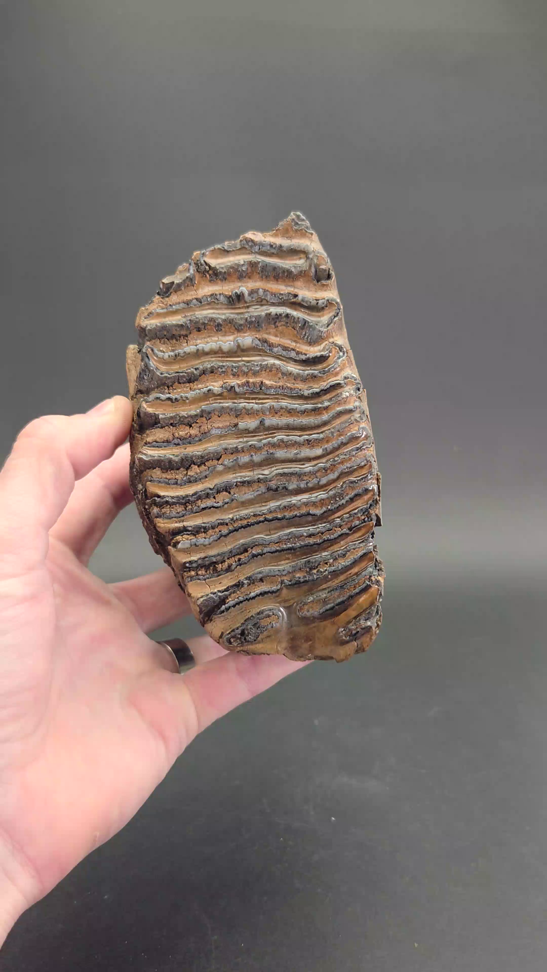 Fossil Woolly Mammoth Tooth TF1499
