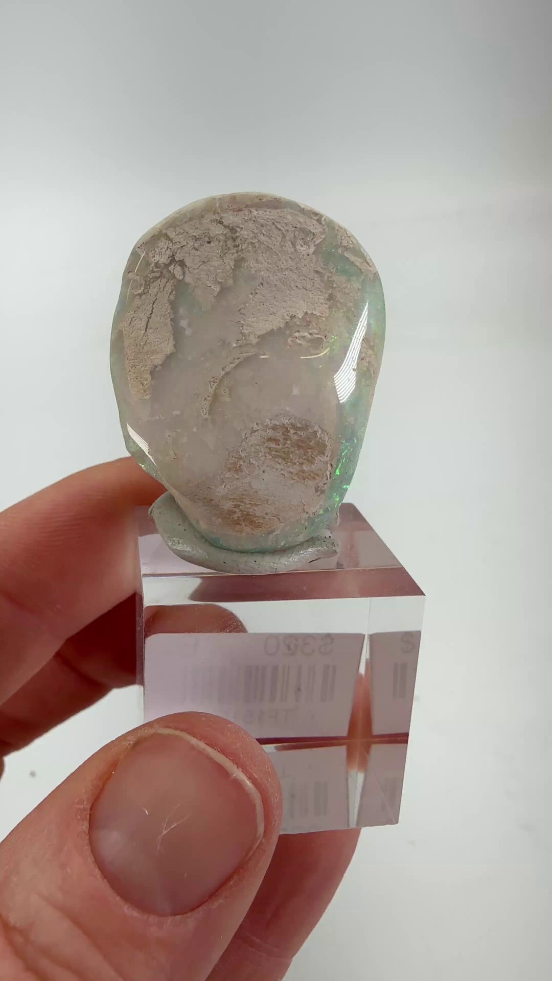 10.4 gram Opalized Fossil Clam Shell from Lightning Ridge TF1515