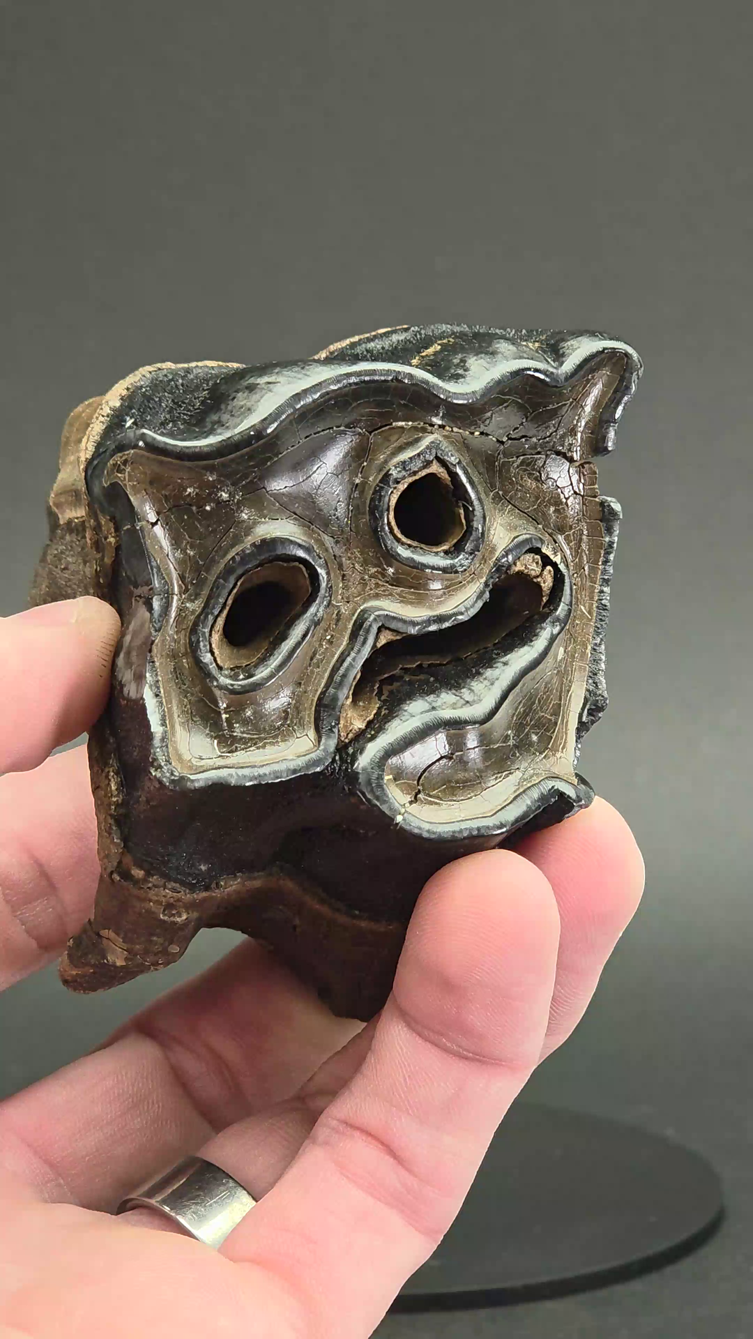 Fossil Woolly Rhino Tooth on Stand TF1517
