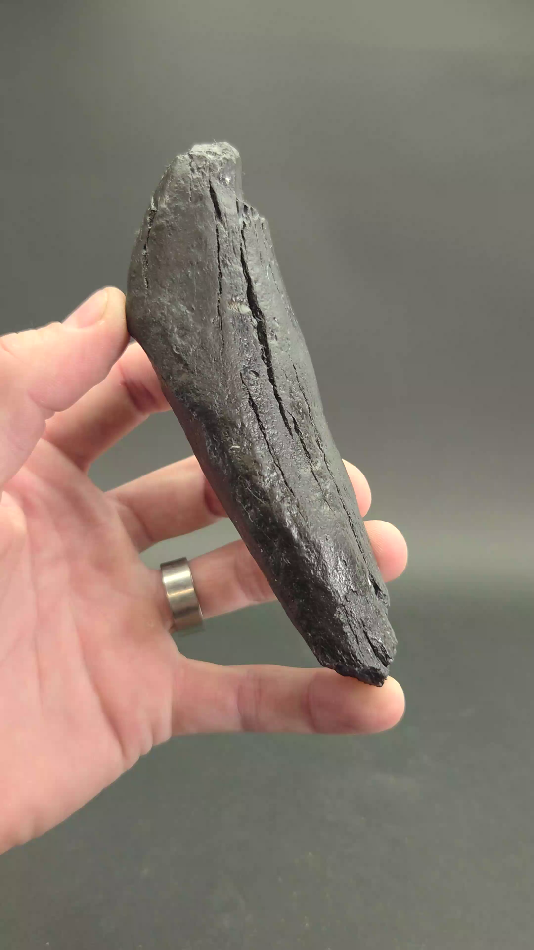 Fossilized Kogiopsis Whale Tooth TF2075