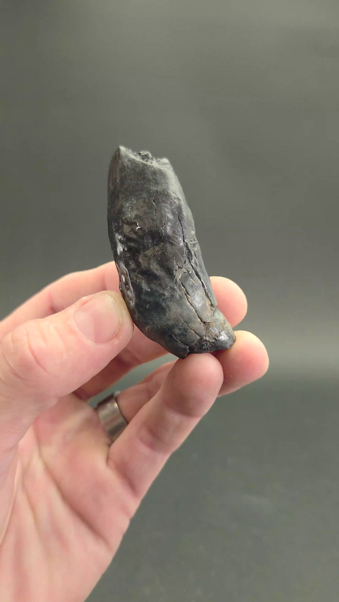 Fossilized Kogiopsis Whale Tooth TF2077
