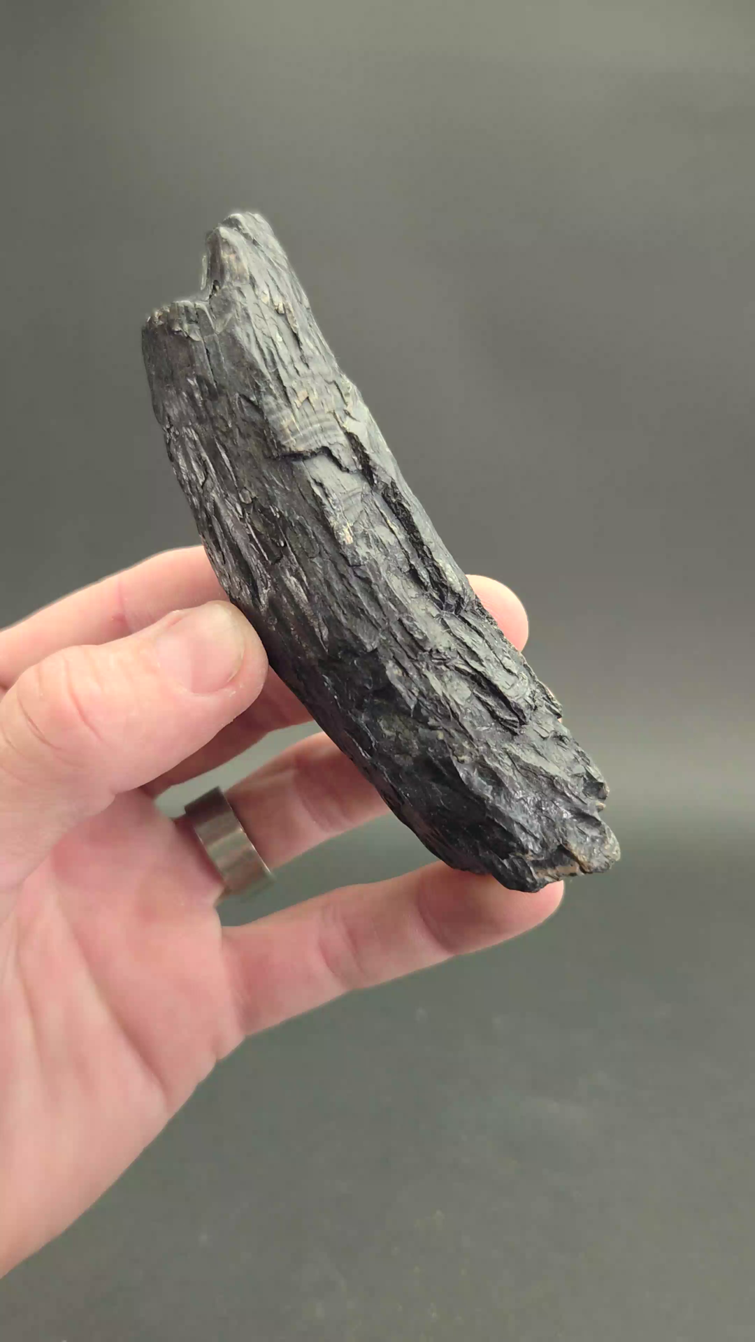 Fossilized Kogiopsis Whale Tooth TF2079