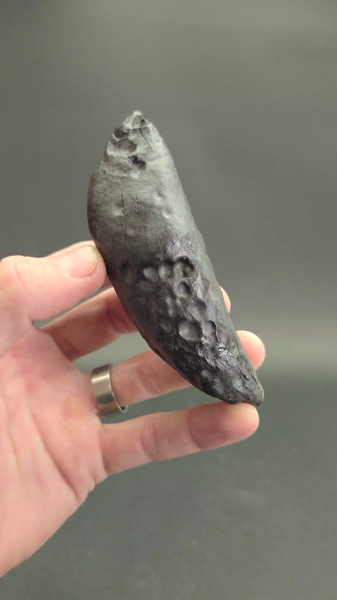 Fossilized Kogiopsis Whale Tooth TF2081