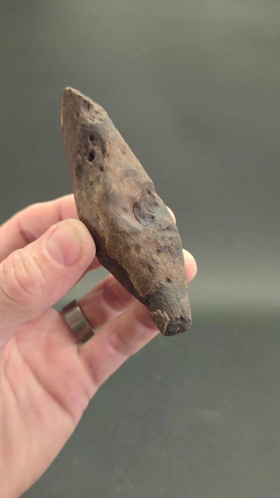 Fossilized Kogiopsis Whale Tooth TF2082