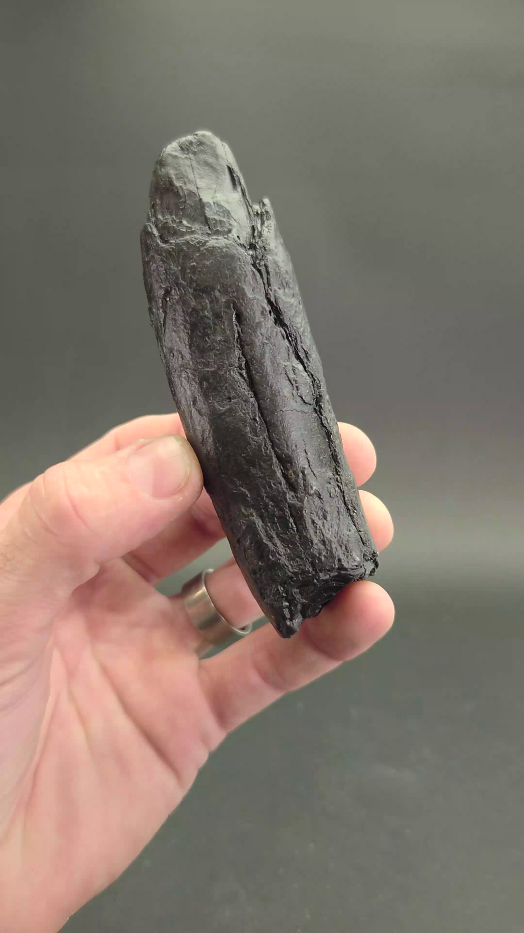 Fossilized Kogiopsis Whale Tooth TF2083