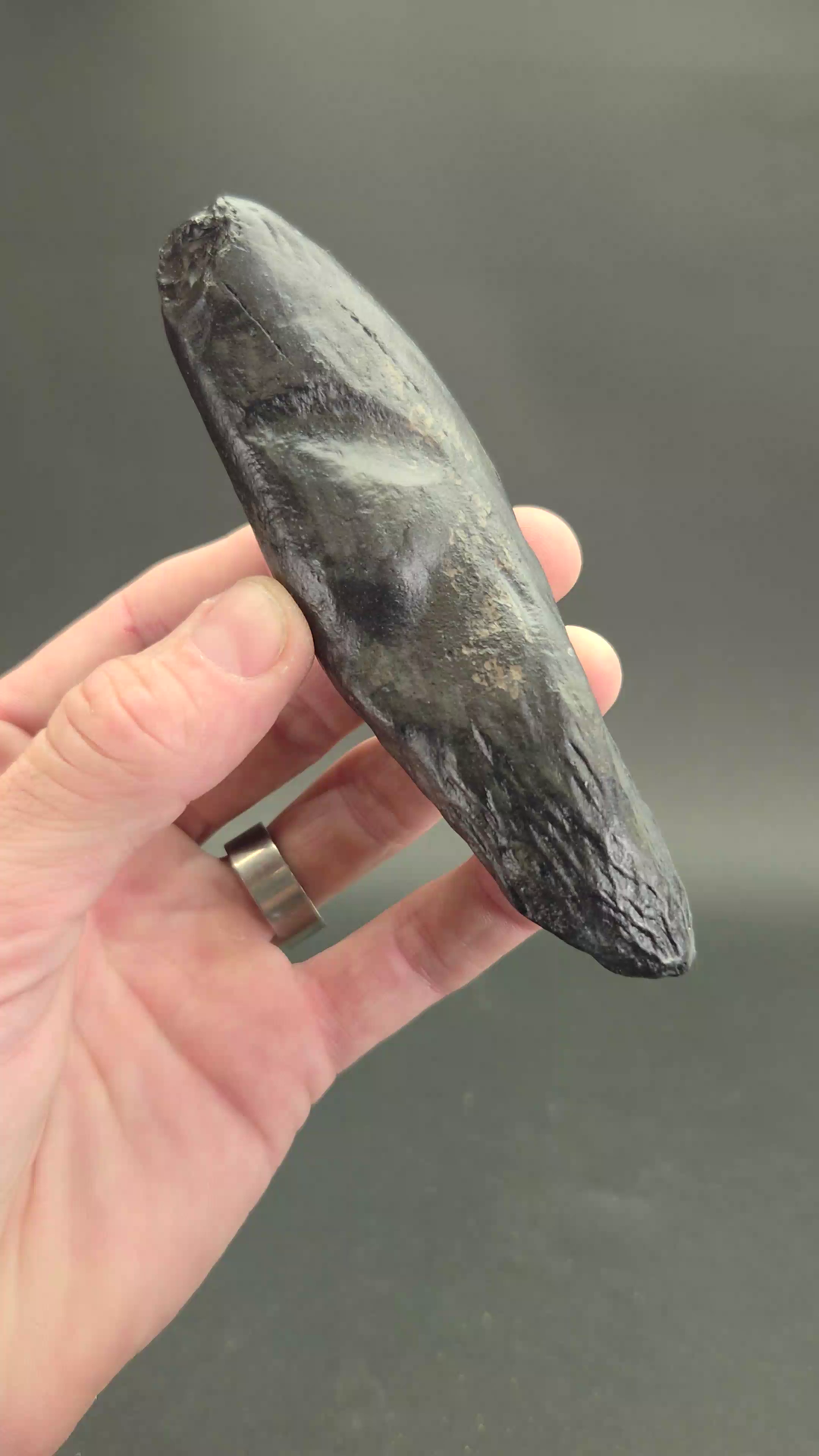 Fossilized Kogiopsis Whale Tooth TF2084
