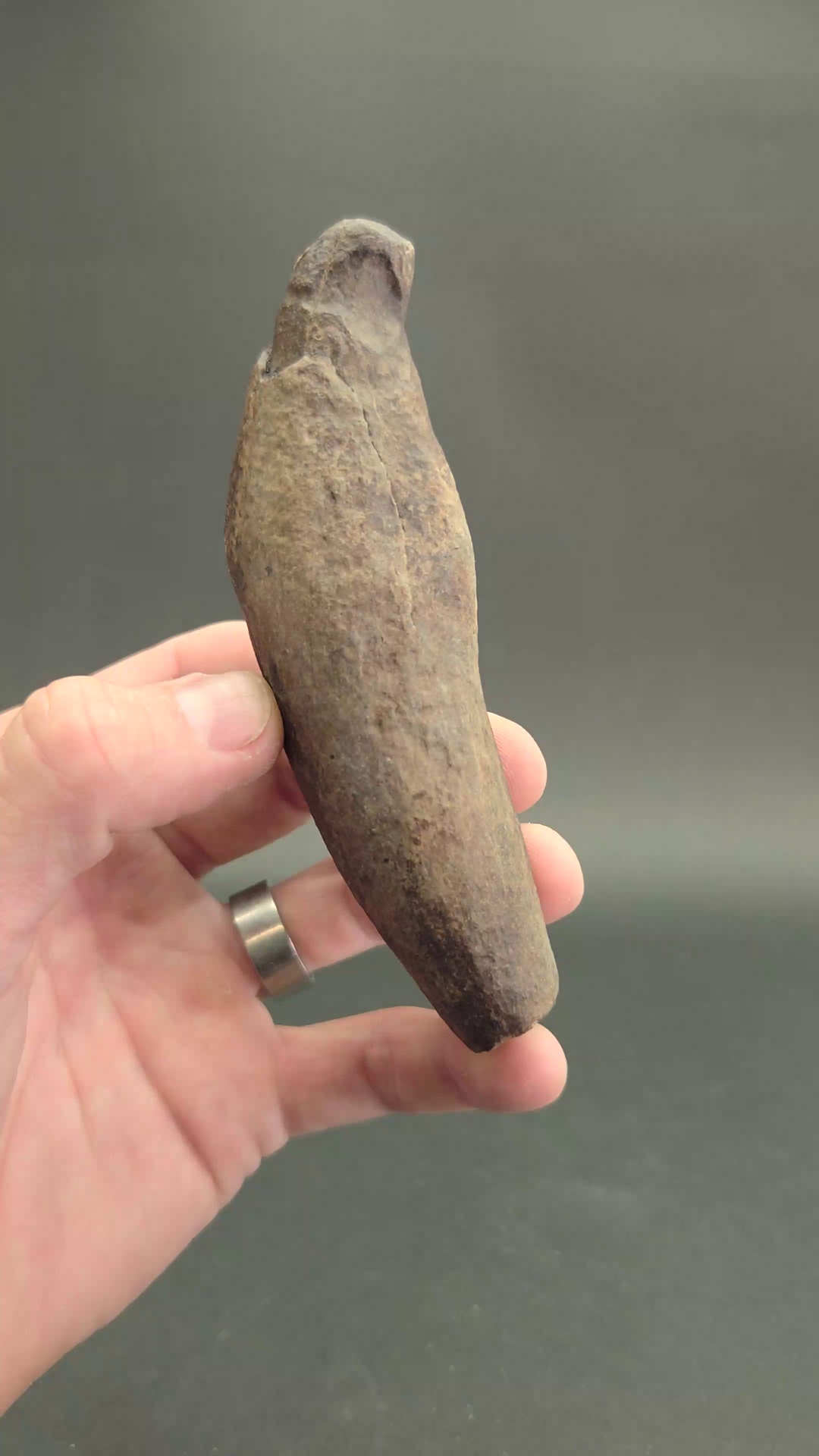 Fossilized Kogiopsis Whale Tooth TF2085