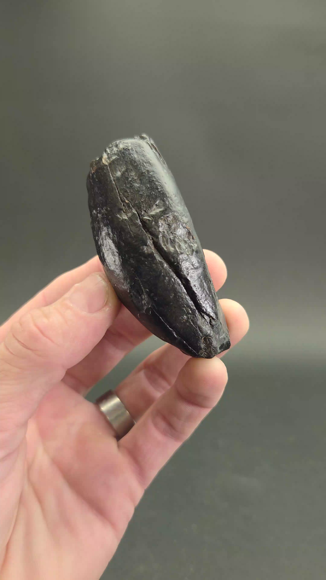 Fossilized Kogiopsis Whale Tooth TF2089