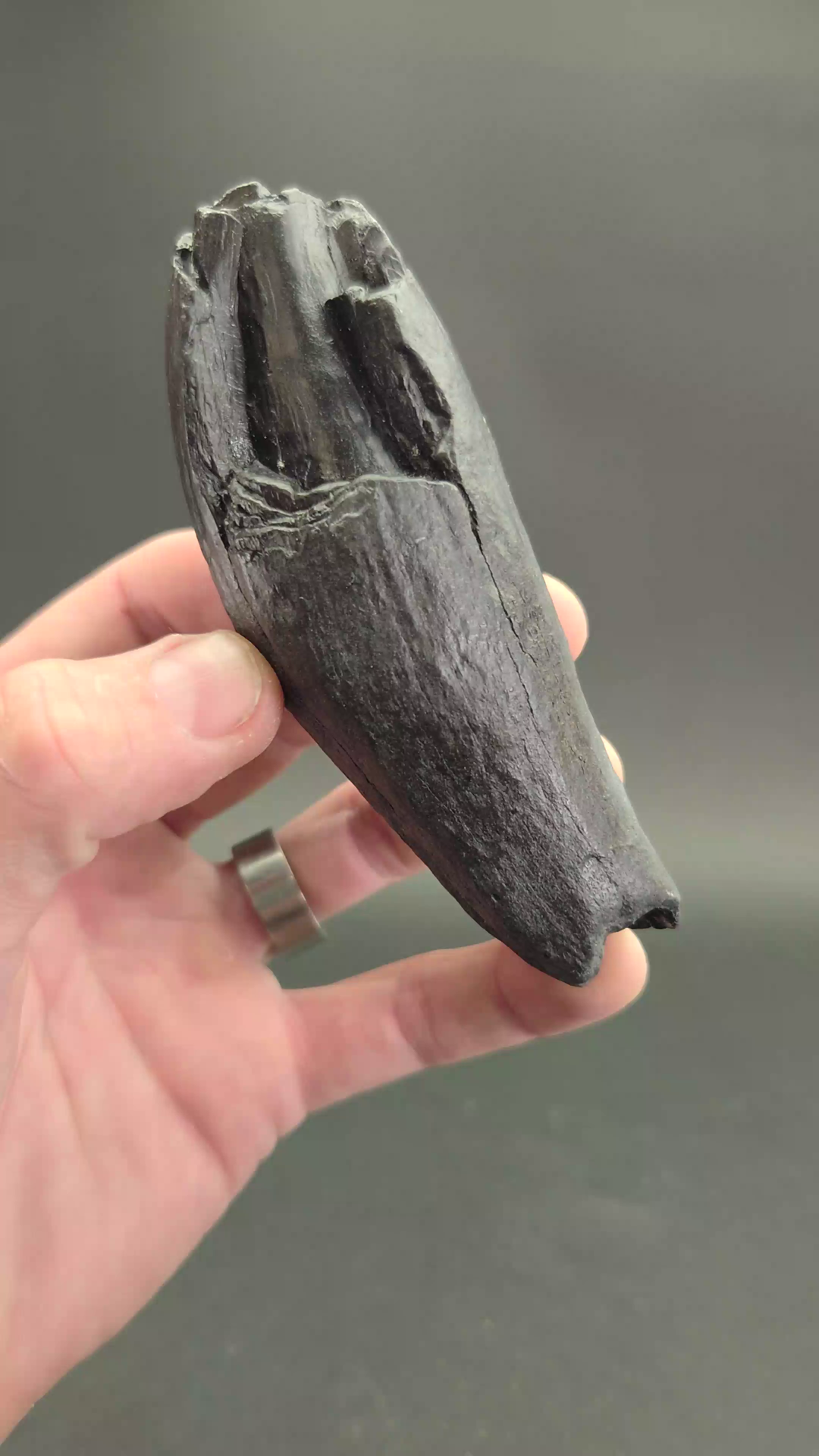 Fossilized Kogiopsis Whale Tooth TF2091
