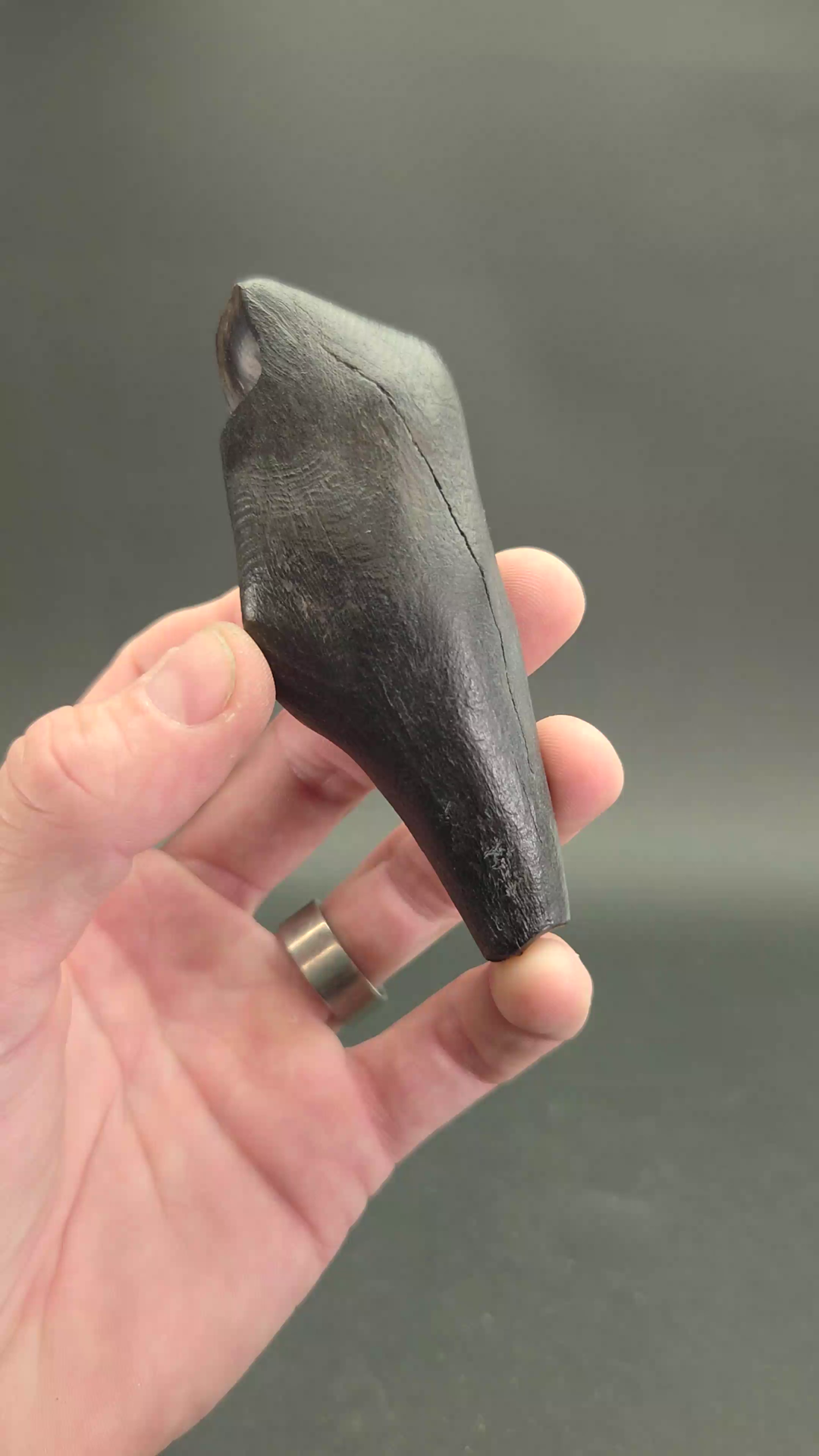 Fossilized Kogiopsis Whale Tooth TF2093