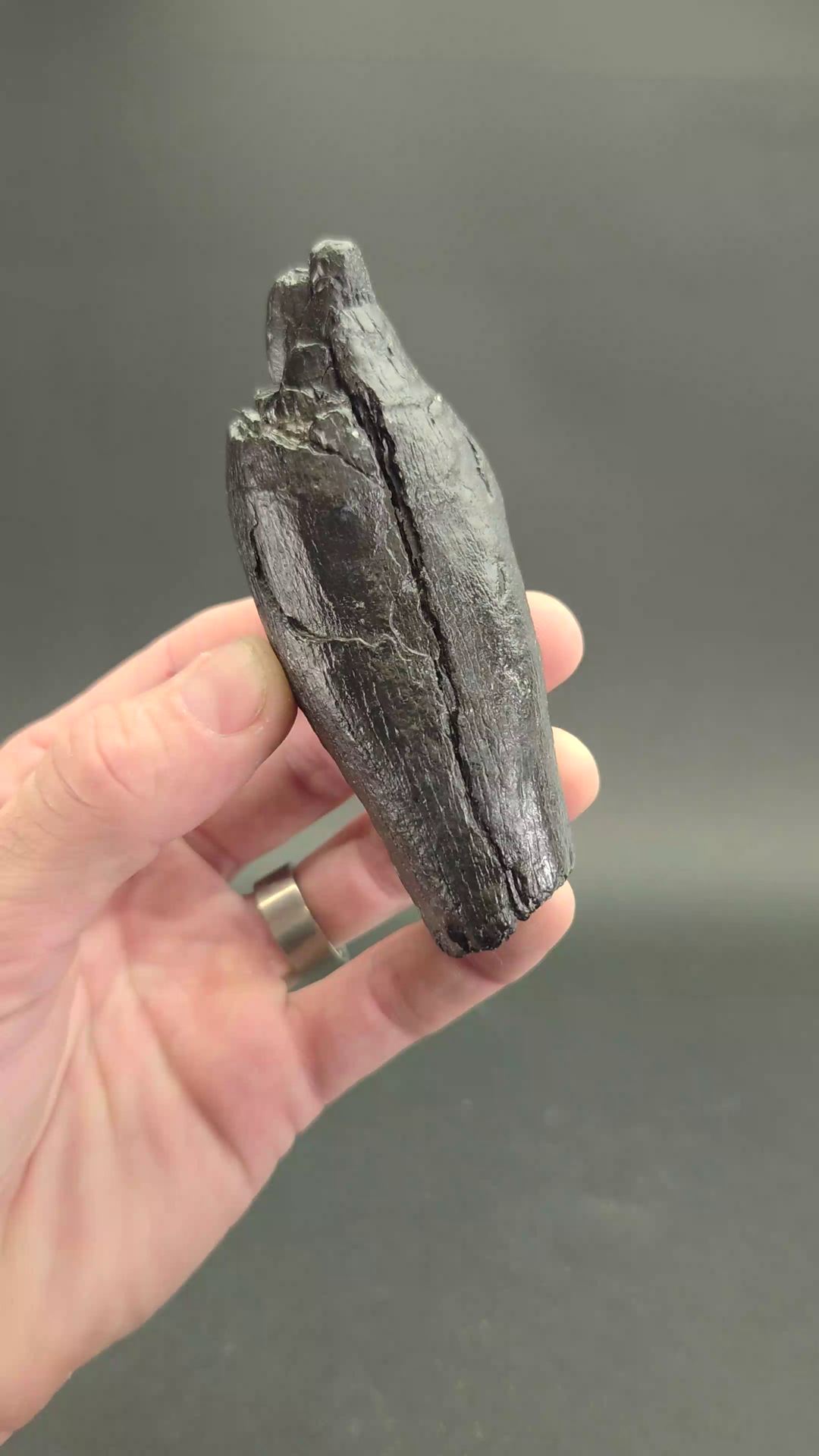 Fossilized Kogiopsis Whale Tooth TF2095