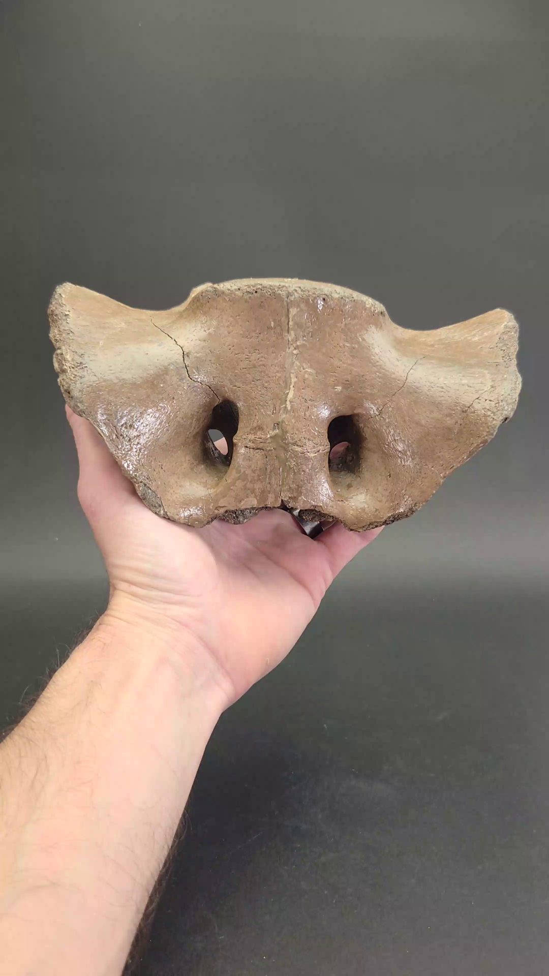 Ice Age Bison Vertebra Fossil TF2108