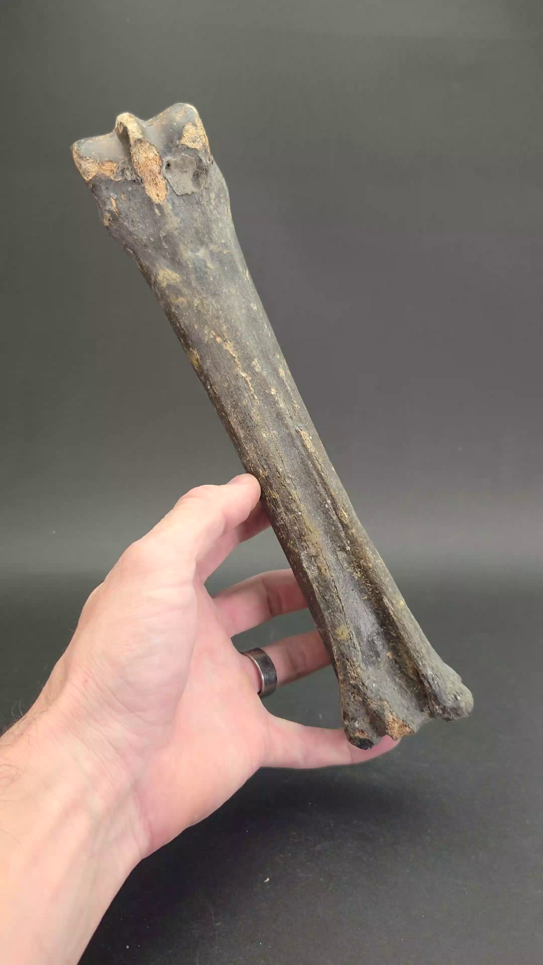 Ice Age Horse Leg Bone Fossil TF2111