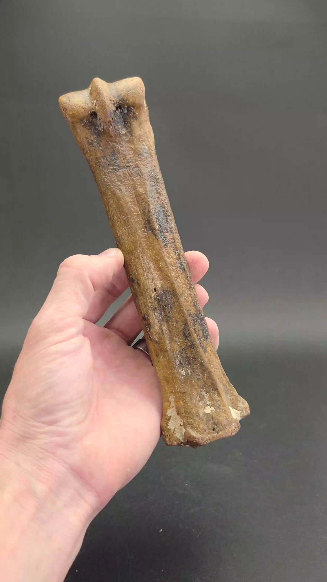 Ice Age Horse Leg Bone Fossil TF2114